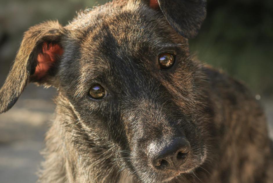 Alerte Disparition Chien croisement Femelle , 1 ans Gréoux-les-Bains France Alerte Disparition Chien croisement Femelle , 1 ans Gréoux-les-Bains France