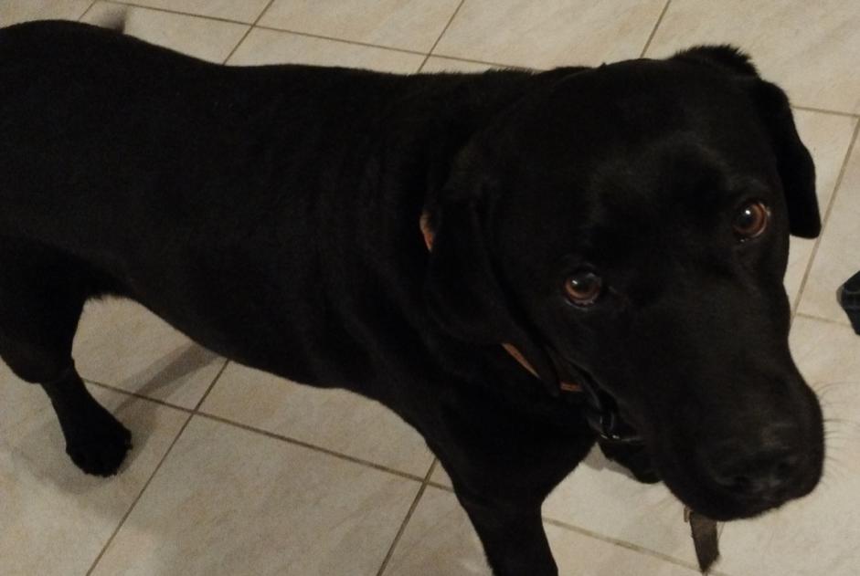 Alerte Découverte Chien  Femelle Gréoux-les-Bains France